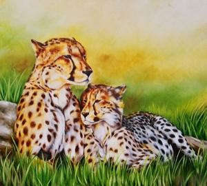 Cheetahs            